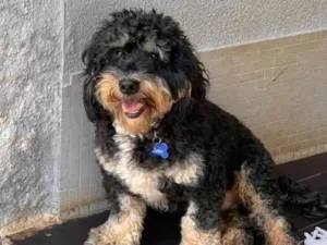 Cachorro raça Poodle idade 6 ou mais anos nome Boris