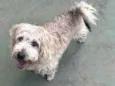 Boris