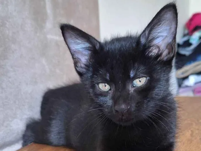 Gato ra a SRD-ViraLata idade 2 a 6 meses nome Pretinho