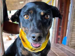 Cachorro raça SRD-ViraLata idade 5 anos nome Hortelã