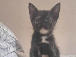 Gato raça SRD-ViraLata idade 2 a 6 meses nome Manchinha