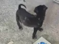 Blackinho