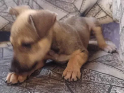 Cachorro raça SRD-ViraLata idade Abaixo de 2 meses nome Sem nome