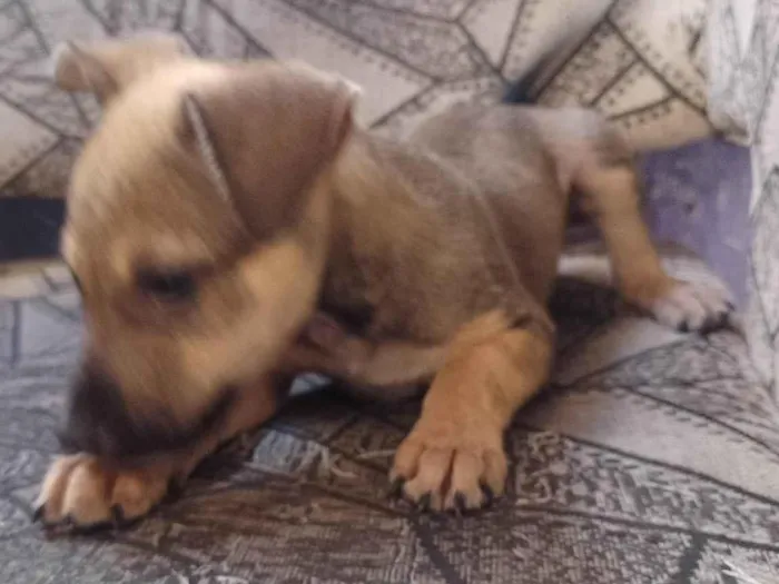 Cachorro ra a SRD-ViraLata idade Abaixo de 2 meses nome Sem nome