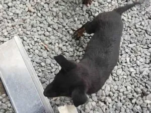 Cachorro raça SRD-ViraLata idade 2 a 6 meses nome Bak