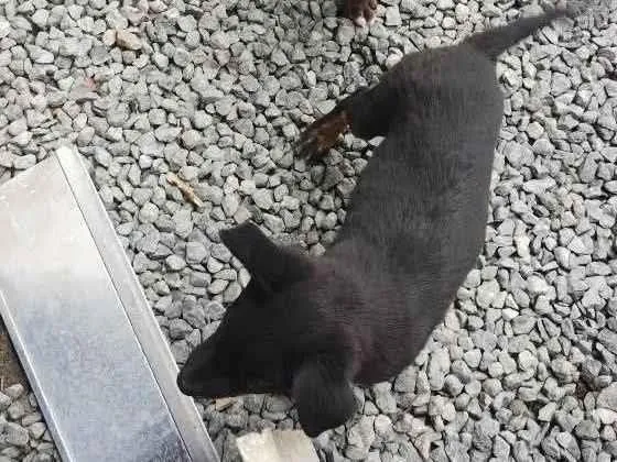 Cachorro ra a SRD-ViraLata idade 2 a 6 meses nome Bak