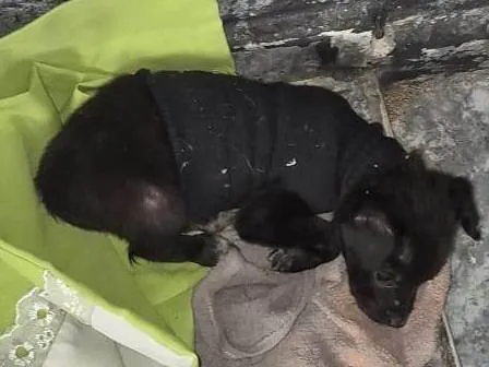 Cachorro ra a SRD-ViraLata idade Abaixo de 2 meses nome Blackinho
