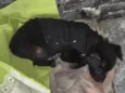 Blackinho