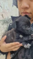 Blackinho