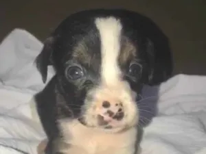 Cachorro raça SRD-ViraLata idade Abaixo de 2 meses nome Maria Flor