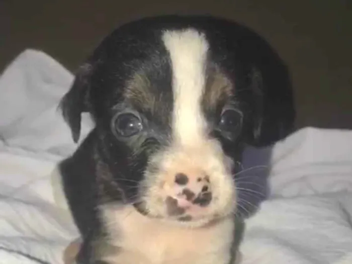 Cachorro ra a SRD-ViraLata idade Abaixo de 2 meses nome Maria Flor