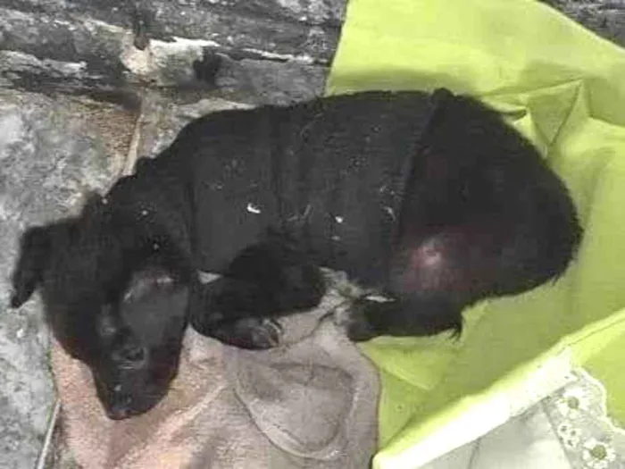 Cachorro ra a SRD-ViraLata idade Abaixo de 2 meses nome Blackinho