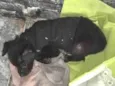 Blackinho