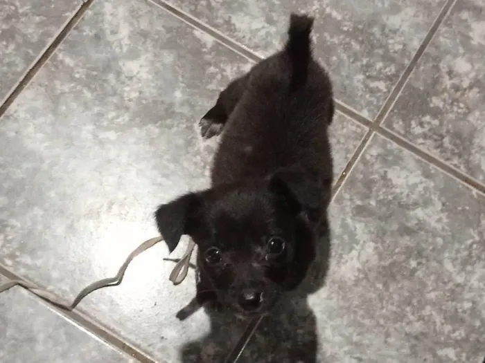 Cachorro ra a SRD-ViraLata idade Abaixo de 2 meses nome Blackinho