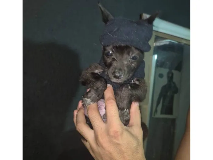 Cachorro ra a SRD-ViraLata idade Abaixo de 2 meses nome Blackinho