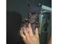Blackinho