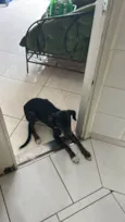 Jake
