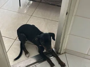 Cachorro raça SRD-ViraLata idade 7 a 11 meses nome Jake