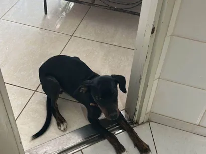 Cachorro raça SRD-ViraLata idade 7 a 11 meses nome Jake