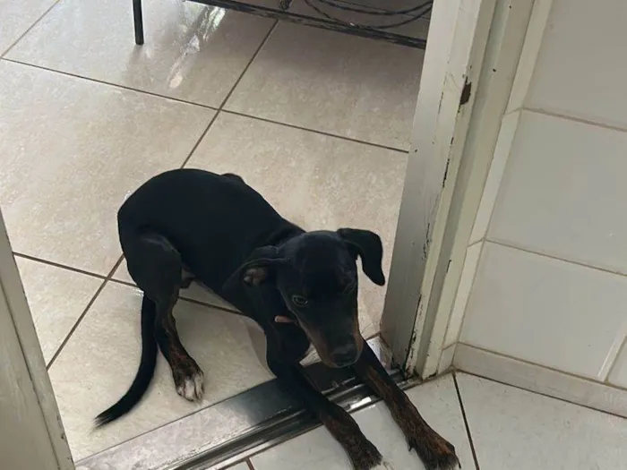 Cachorro ra a SRD-ViraLata idade 7 a 11 meses nome Jake