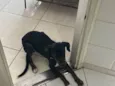 Jake