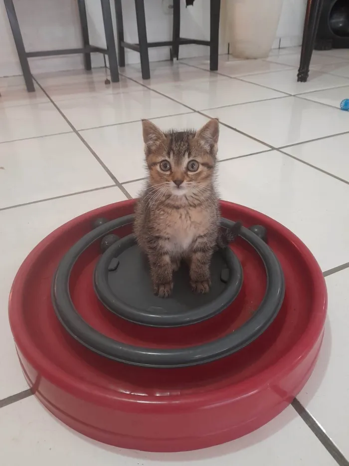 Gato ra a SRD-ViraLata idade 2 a 6 meses nome Tales