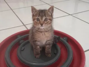 Gato raça SRD-ViraLata idade 2 a 6 meses nome Tales