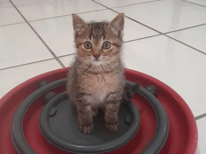 Gato ra a SRD-ViraLata idade 2 a 6 meses nome Tales