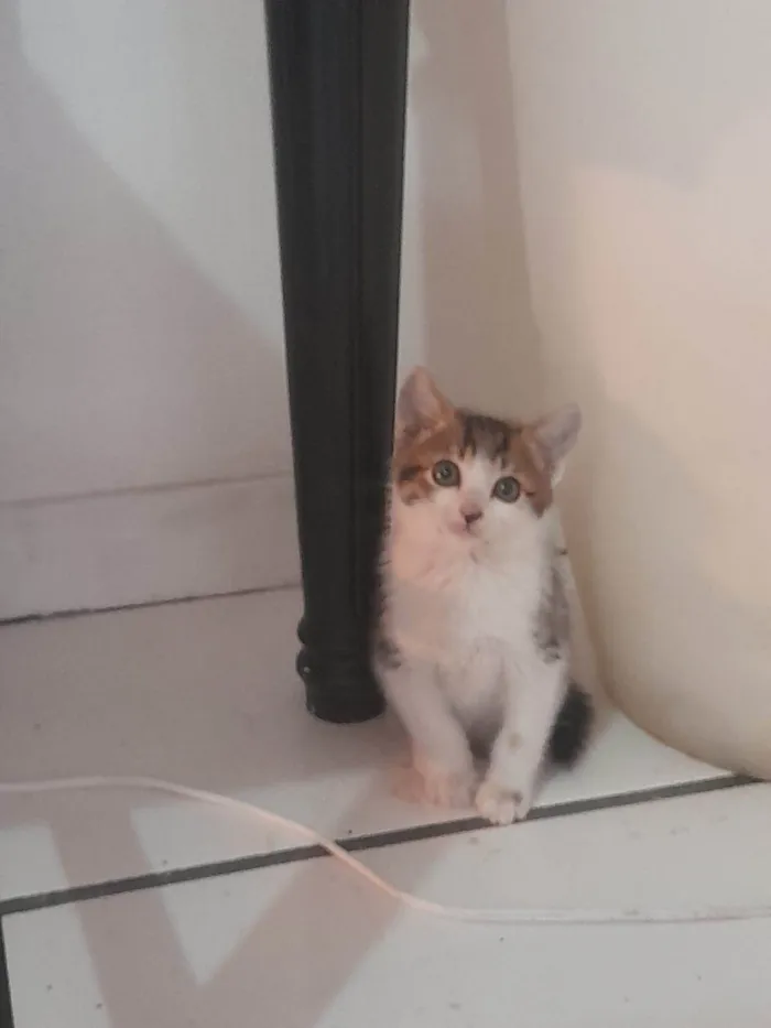 Gato ra a SRD-ViraLata idade 2 a 6 meses nome Kant