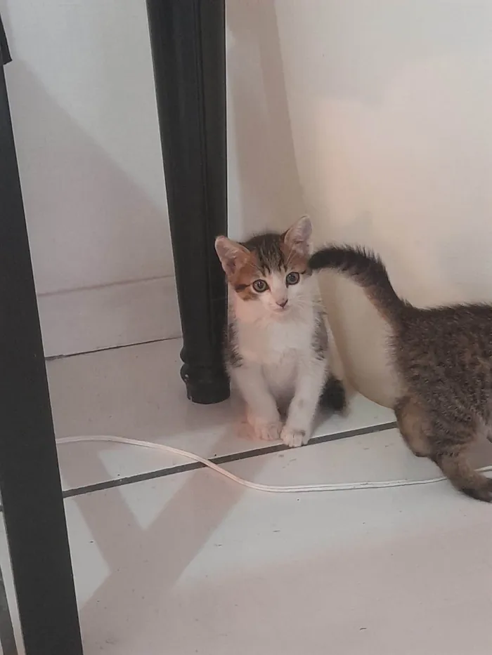 Gato ra a SRD-ViraLata idade 2 a 6 meses nome Kant