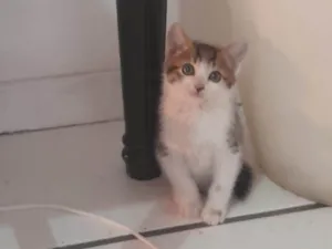 Gato raça SRD-ViraLata idade 2 a 6 meses nome Kant