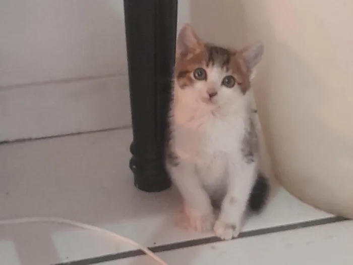 Gato ra a SRD-ViraLata idade 2 a 6 meses nome Kant