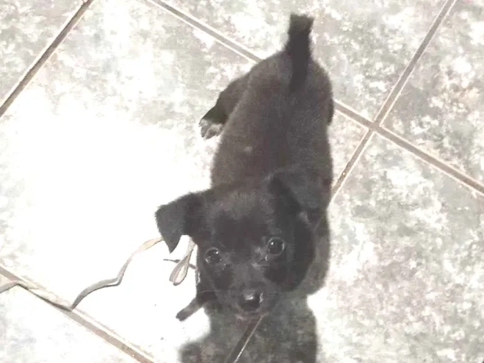 Cachorro ra a SRD-ViraLata idade Abaixo de 2 meses nome Blackinho
