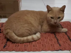 Gato raça SRD-ViraLata idade 2 anos nome LELO
