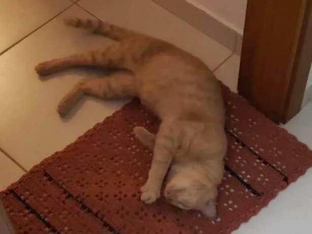 Gato ra a SRD-ViraLata idade 2 anos nome LELO