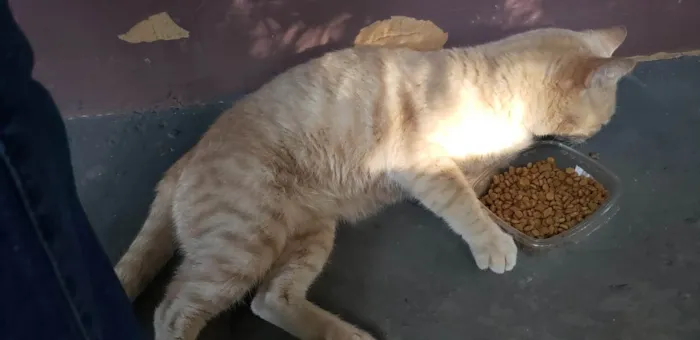 Gato ra a SRD-ViraLata idade 2 anos nome LELO