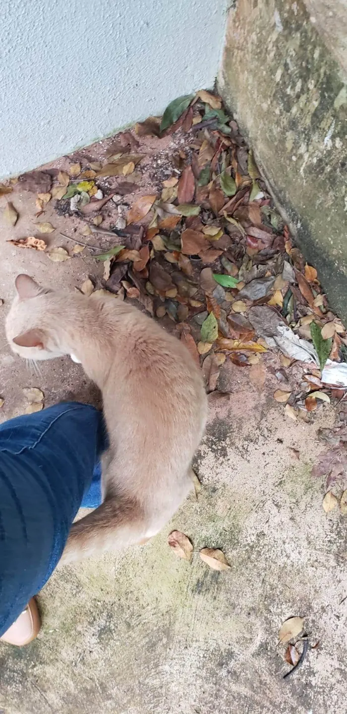 Gato ra a SRD-ViraLata idade 2 anos nome LELO