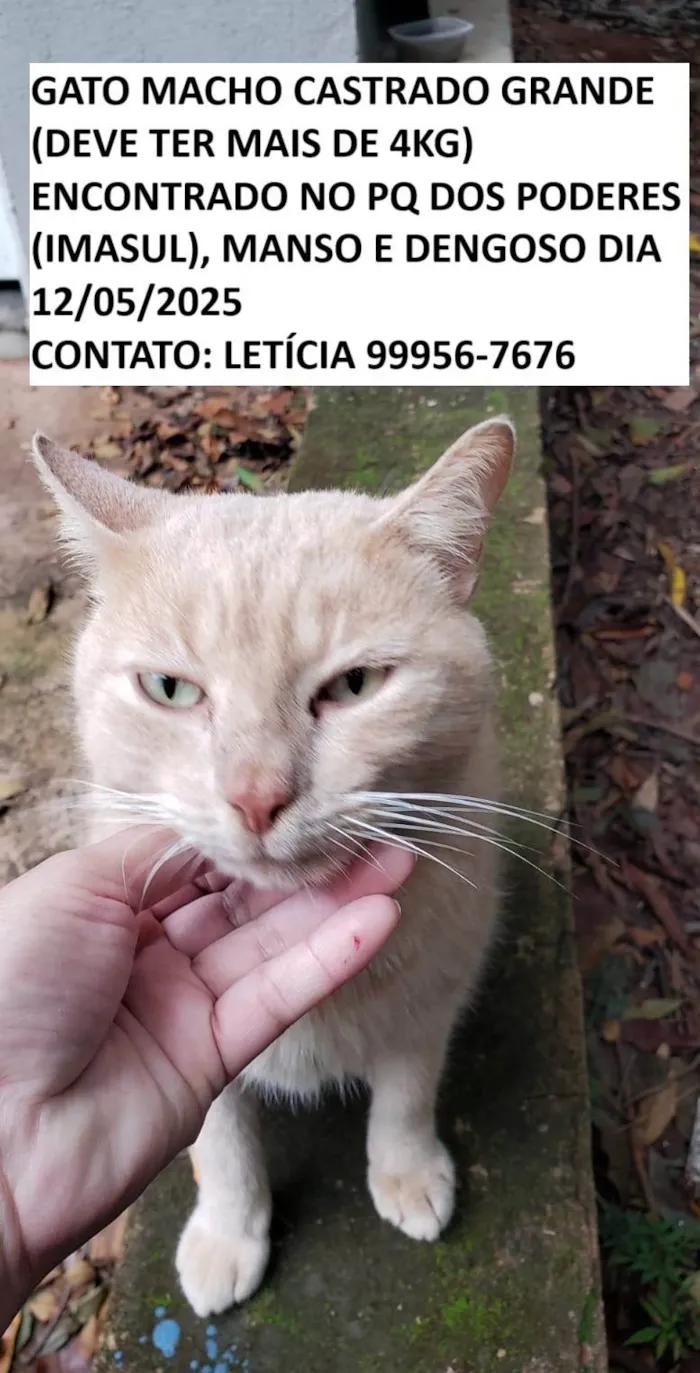 Gato ra a SRD-ViraLata idade 2 anos nome LELO