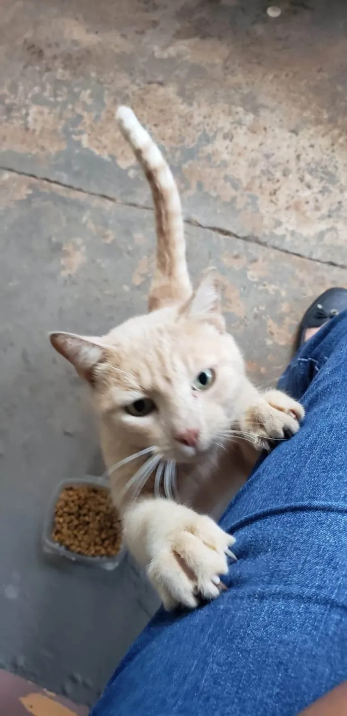 Gato ra a SRD-ViraLata idade 2 anos nome LELO