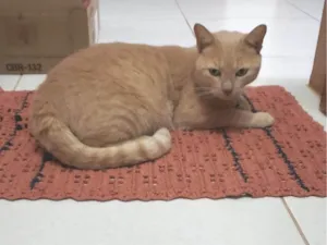 Gato raça SRD-ViraLata idade 2 anos nome LELO