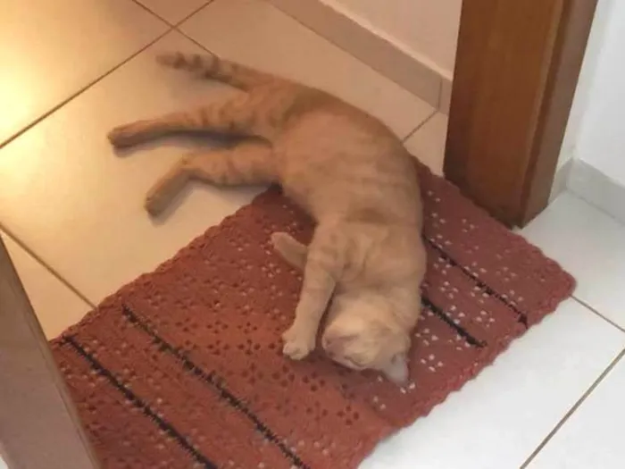 Gato ra a SRD-ViraLata idade 2 anos nome LELO