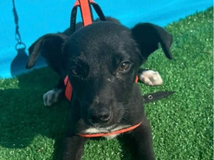 Cachorro ra a SRD-ViraLata idade 2 a 6 meses nome Princesa