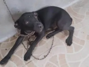 Cachorro raça Pinscher idade 7 a 11 meses nome Rabito
