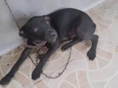 Cachorro raça Pinscher idade 7 a 11 meses nome Rabito