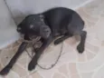 Rabito
