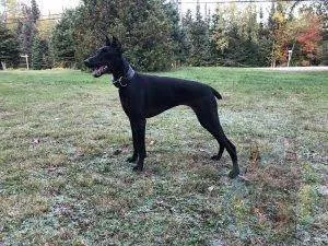 Cachorro ra a Pinscher idade 7 a 11 meses nome Rabito