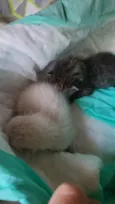 Gato