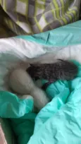 Gato