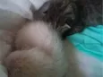 Gato