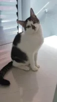 tigrinho e frajola